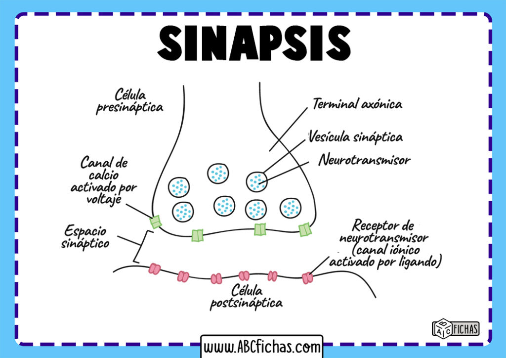 La Sinapsis Definición y Tipos de Sinapsis Neuronal