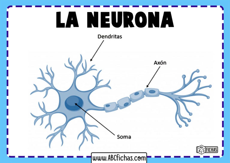 La Neurona Estructura Partes y Función de las Neuronas