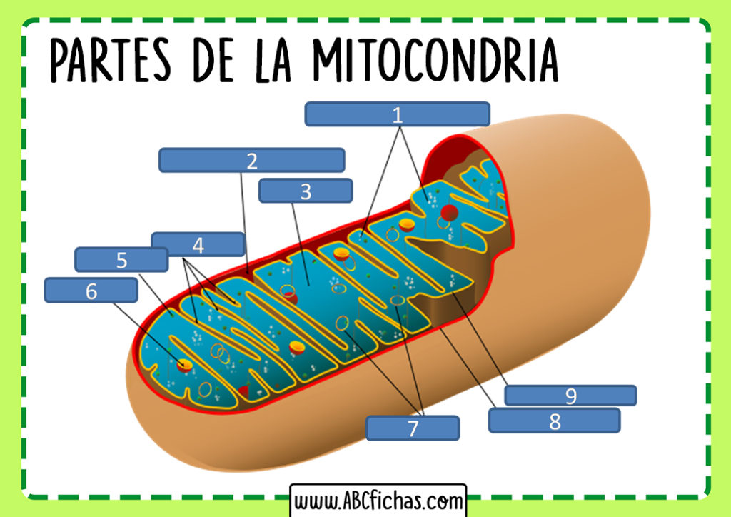 La Mitocondria Funcion Estructura Y Partes Que La Componen