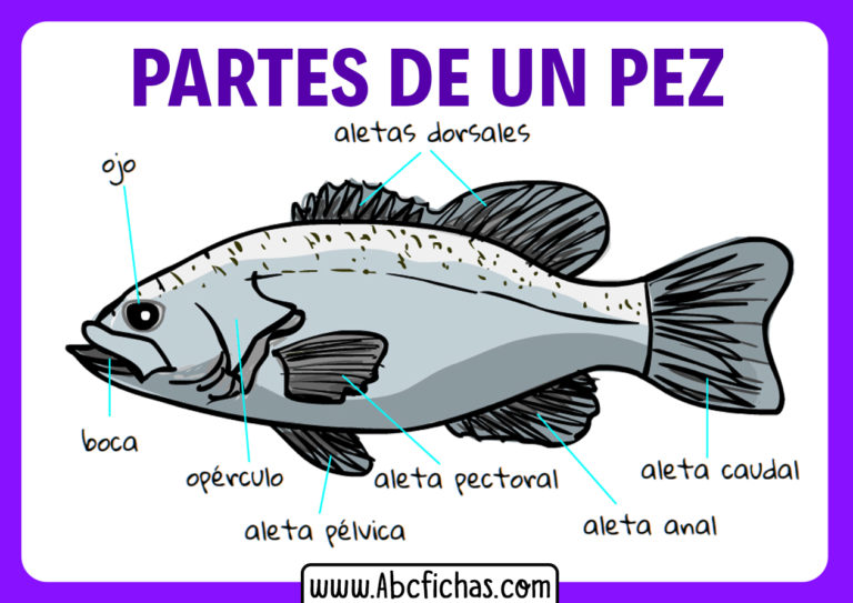 Anatomía y Partes del Pez