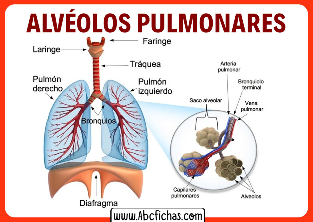 Anatom A Y Funci N De Los Alv Olos Pulmonares