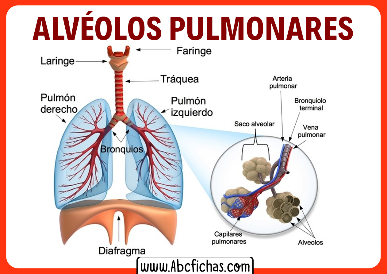 Diagrama El Alveolo Pulmonar Sacos De Aire En El Pulm N Los Pulmones The Best Porn Website