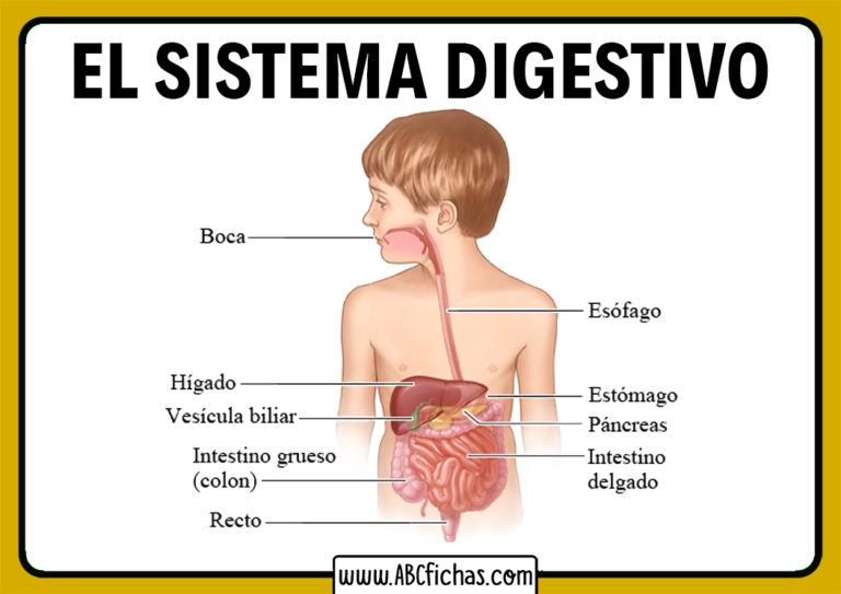 Partes Del Aparato Digestivo Abc Fichas