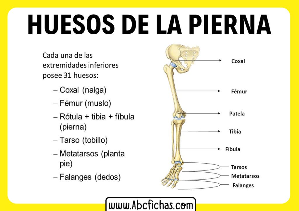 Anatom A Y Huesos De Las Piernas Y Extremidades Inferiores