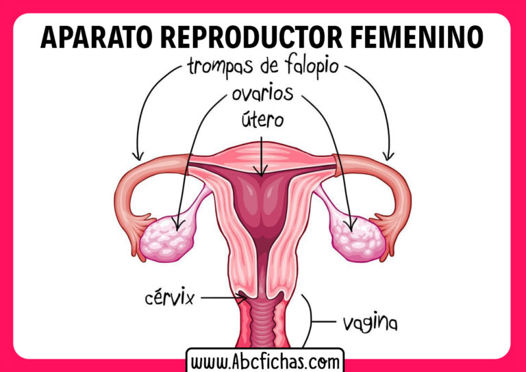 Anatomia Del Aparato Reproductor Femenino Abc Fichas