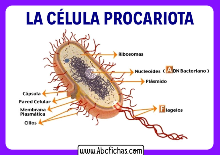 Anatom A Interna Y Partes De La C Lula Procariota The Best Porn Website