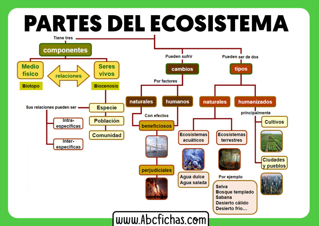 Que Es Un Ecosistema Y Sus Partes Abc Fichas Vrogue Co