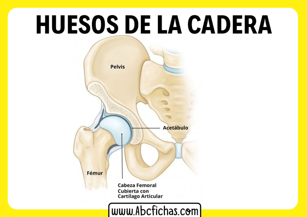 Anatom A Y Huesos De La Cadera Y La Pelvis