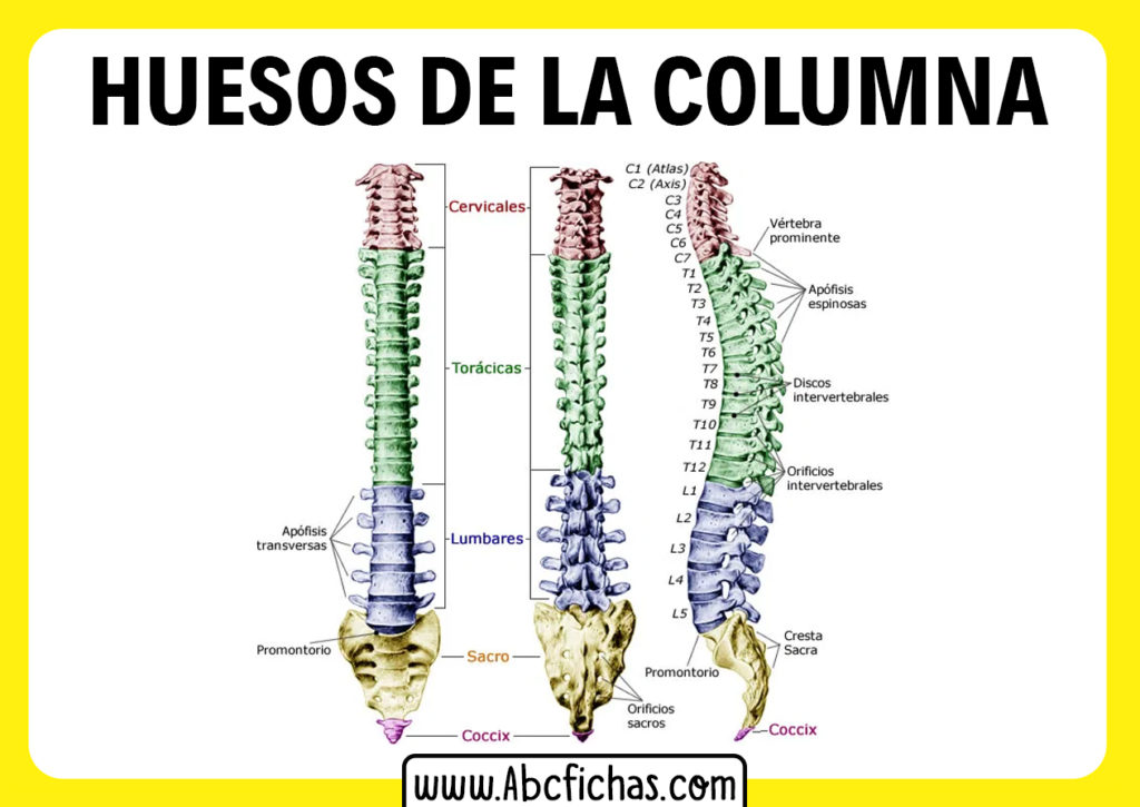 Diferencia entre pilastra y columna