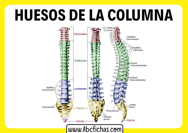 Huesos De La Columna Vertebral ABC Fichas