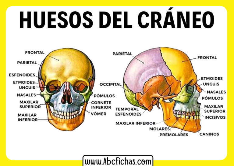 Anatomía y Huesos de la cabeza o cráneo