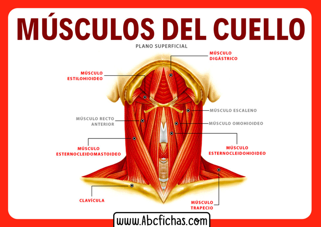 Musculos Del Cuello Plano Superficial ABC Fichas