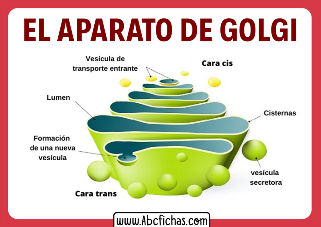 Partes Del Aparato De Golgi Abc Fichas The Best Porn Website