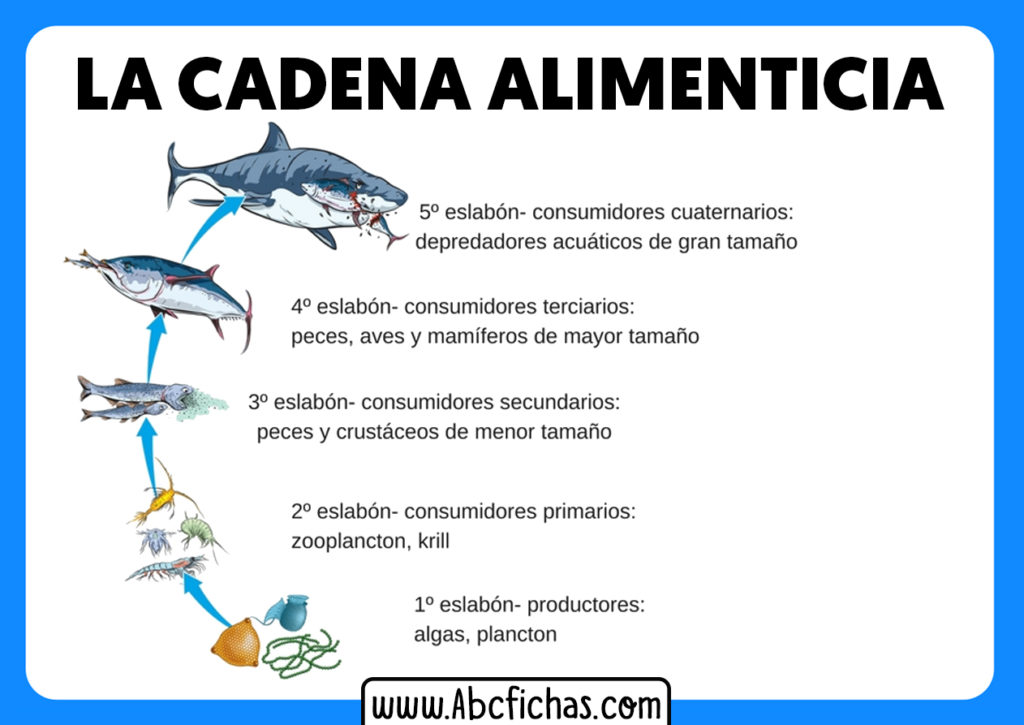 La Cadena Alimenticia O Tr Fica Abc Fichas