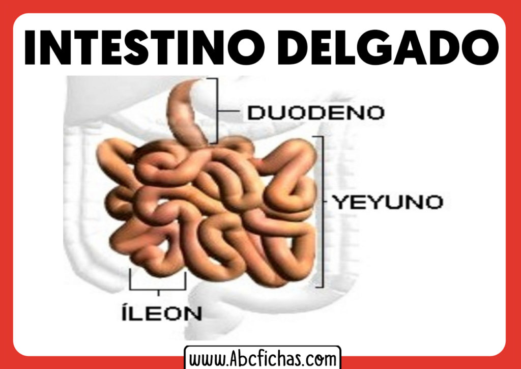 Qu Es El Intestino Delgado Abc Fichas