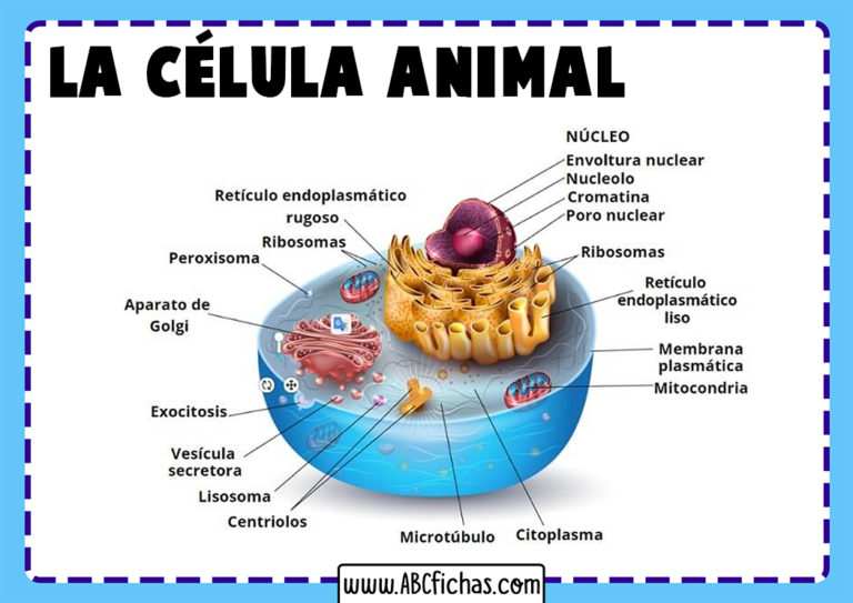 Celula Animales Y Sus Partes - ABC Fichas