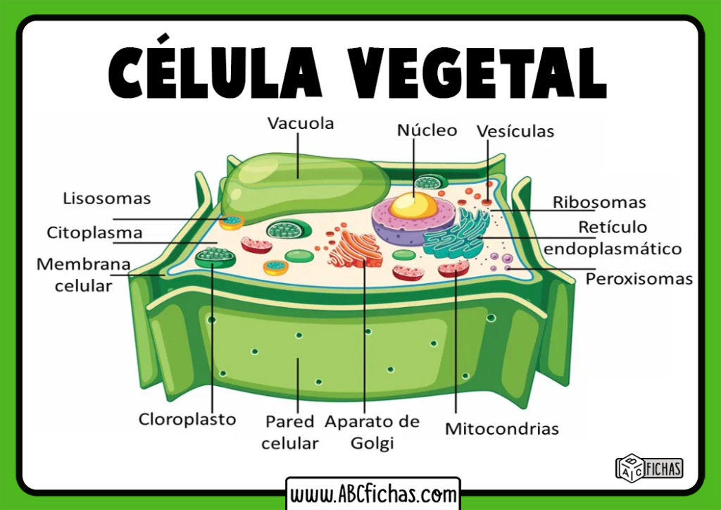 La Célula Vegetal: Estructura, Partes Y Funciones De La Célula Vegetal