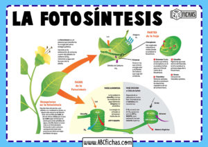 Definicion de la fotosintesis