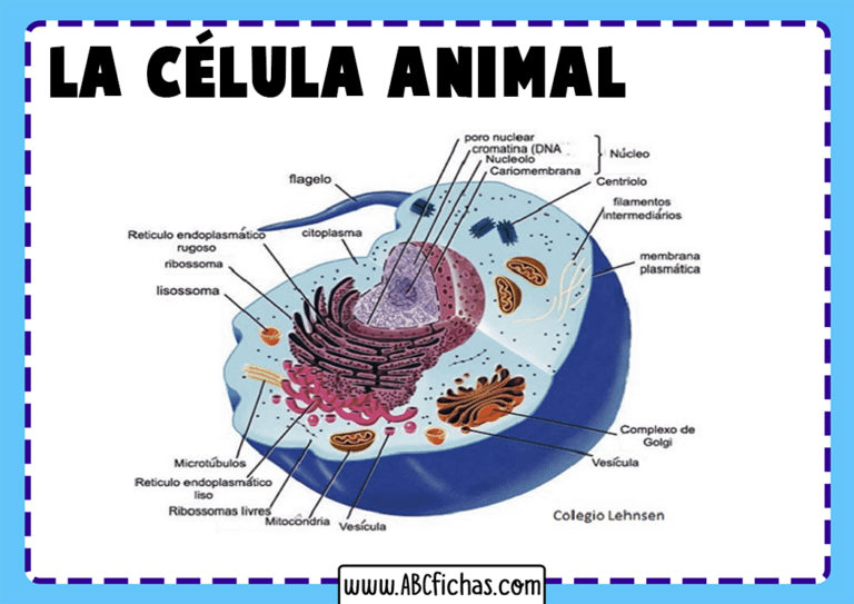 Dibujo celula animal - ABC Fichas