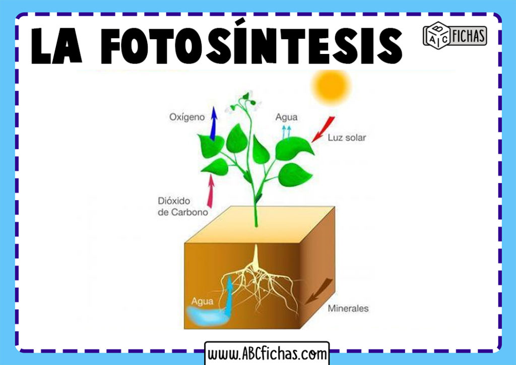 Esquema De La Fotosintesis Abc Fichas