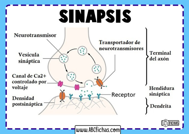 La Sinapsis: Definición Y Tipos De Sinapsis Neuronal