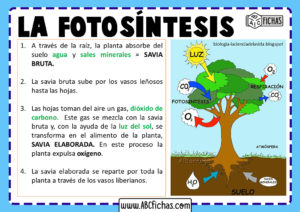 Fotosintesis plantas explicacion