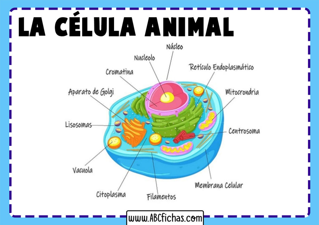 La Célula Animal: Estructura, Partes y Funciones de la Célula Animal