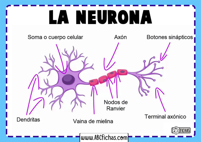 Neurona Y Sus Partes Y Funciones ️ Mentalidad Humana 2971