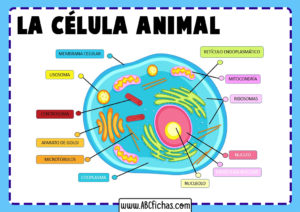 La Célula Animal: Estructura, Partes y Funciones de la Célula Animal