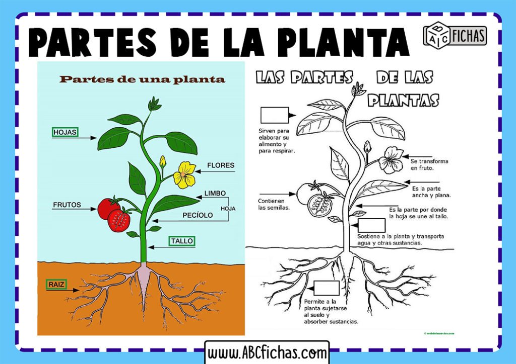 Actividades Sobre Las Partes De La Planta Las Partes Vrogue Co