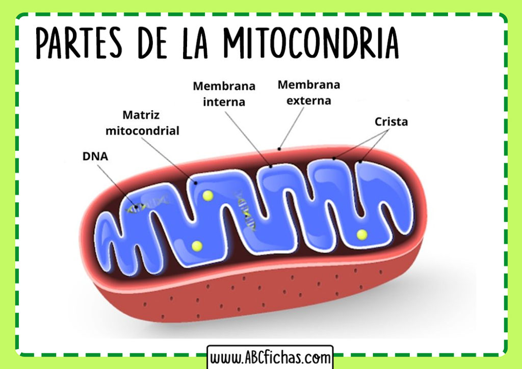 Mitocondria Celula Partes - ABC Fichas