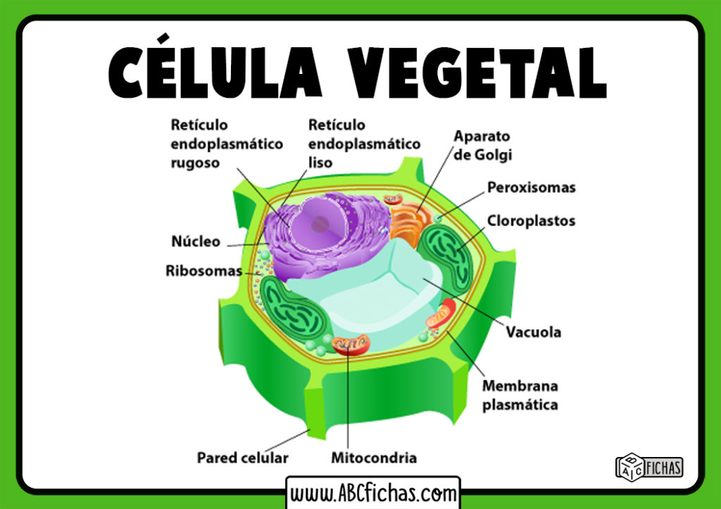 La Célula Vegetal Estructura Partes Y Funciones De La Célula Vegetal 4561