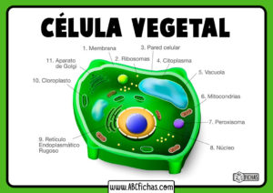 Partes celula vegetal