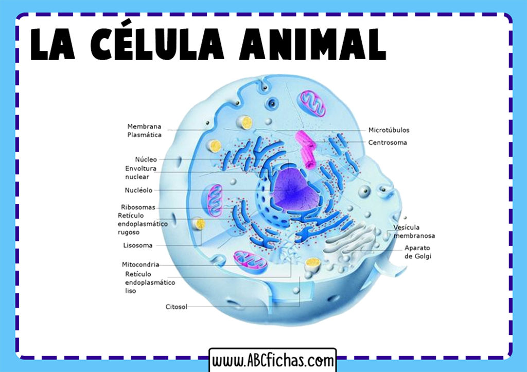 La Célula Animal: Estructura, Partes y Funciones de la Célula Animal