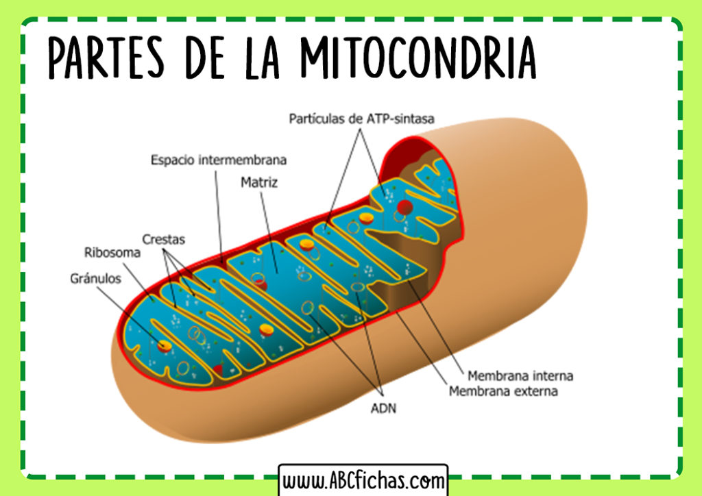 Partes de la mitocondria - ABC Fichas