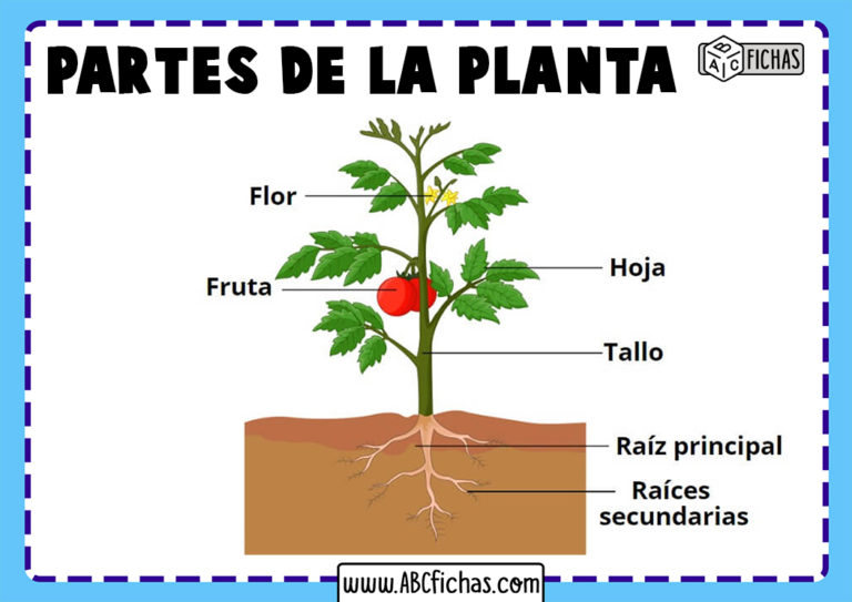 Partes De La Planta Para Ninos 0571