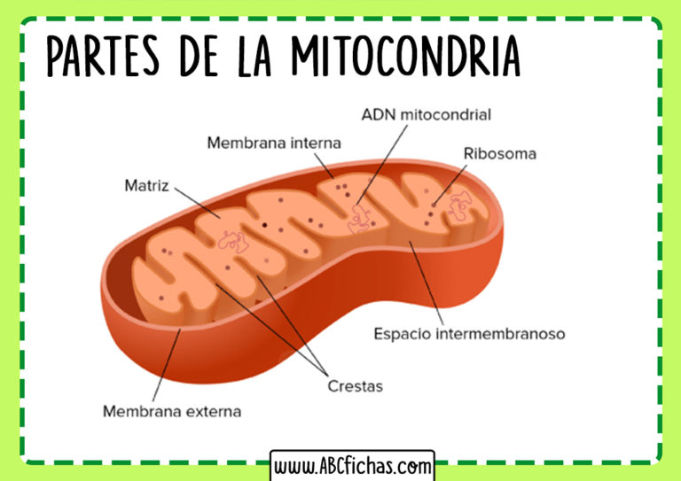 La Mitocondria Funcion, Estructura y Partes que la componen.