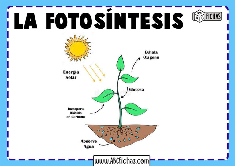 ¿Qué Es La Fotosíntesis? – Maravillas De La Naturaleza