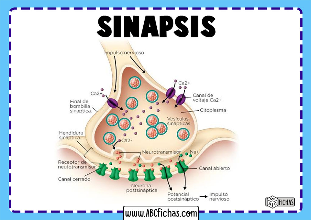 Sinapsis Dibujo - ABC Fichas