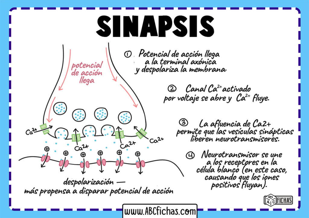 La Sinapsis Definición Y Tipos De Sinapsis Neuronal 