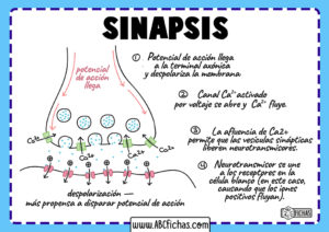 Sinapsis electrica