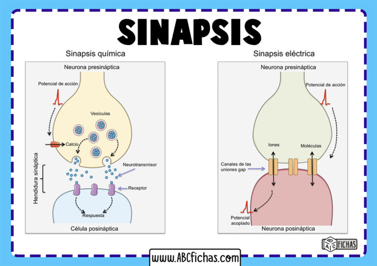 La Sinapsis Definición Y Tipos De Sinapsis Neuronal 