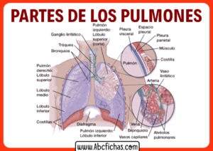 Anatomia de los pulmones