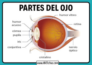 Anatomia del ojo humano