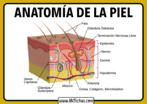 Anatomia y partes de la piel humana