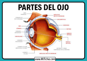 Anatomia y partes del ojo