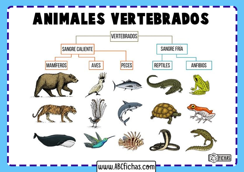 Animales Vertebrados Abc Fichas - vrogue.co