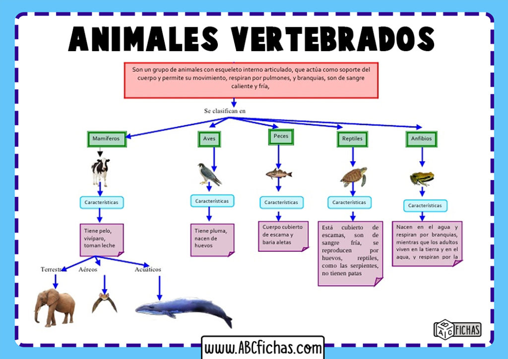 Animales Vertebrados Animales Vertebrados - vrogue.co