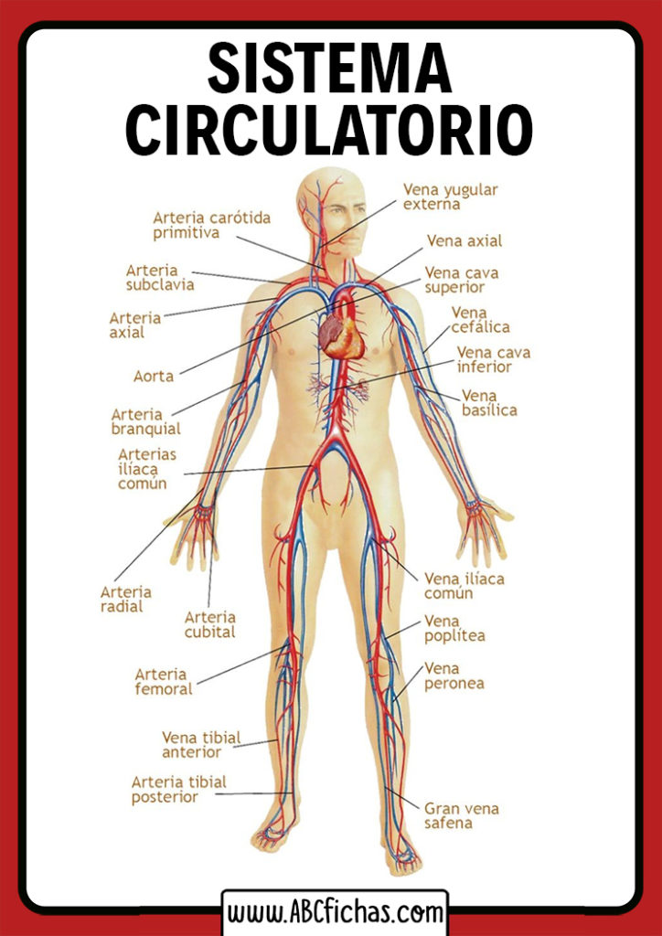 Arterias Del Cuerpo Humano Abc Fichas 