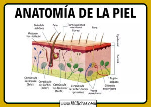 Capas de la piel humana